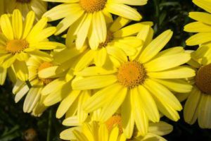 Qu'est-ce que l'arnica montana ?