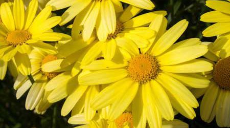 Qu'est-ce que l'arnica montana ?