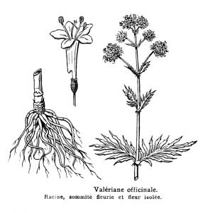 valériane officinale