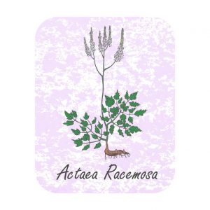 Actaea Racemosa ou Actée à grappe ou herbe aux punaises de la famille des Ranunculaceae