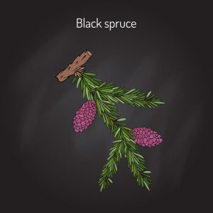 L’épinette noire, Picea mariana est un épicéa des zones montagneuses du Canada