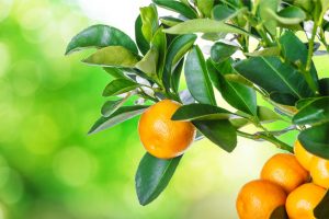 L’essence de Mandarine est une efficace pour la gestion du stress, la nervosité, les angoisses et les insomnies