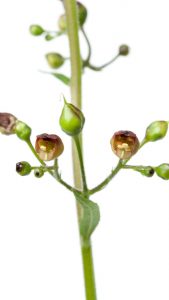 La scrofulaire est une plante médicinale bien connue.