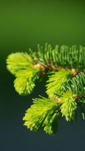 L'huile essentielle de Sapin baumier facilite le confort respiratoire