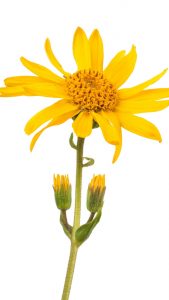 Arnica Montana : la fleur