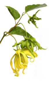 Ylang Ylang : l'huile essentielle du lâcher-prise