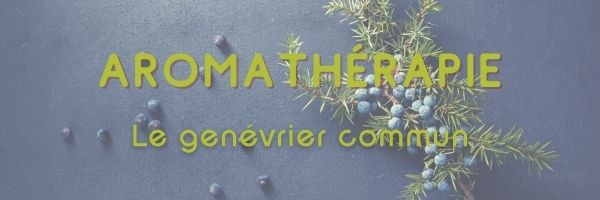 Les vertus du genévrier en aromathérapie