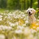 phytothérapie pour les animaux