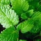 Melissa officinalis