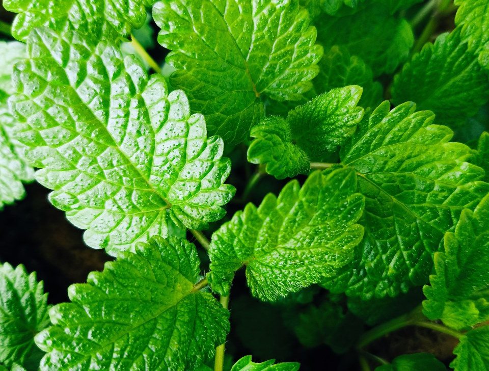 Melissa officinalis