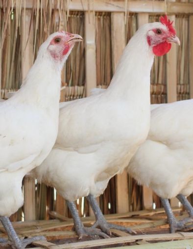 Grippe aviaire : il faut garder confiance