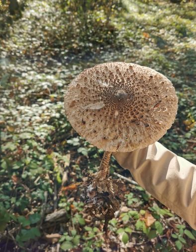 Alerte santé en Belgique: un champignon résistant aux traitements ferait cent morts par an