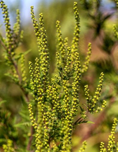 Les allergies sont toujours là : l’ambroisie et son pollen très allergisant gagne du terrain