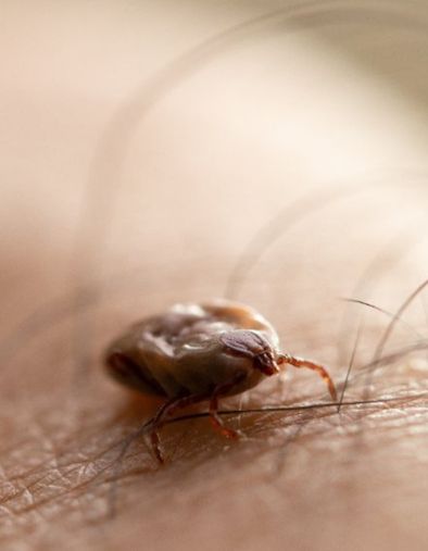 Maladie de Lyme : " Enfin un plan de lutte pour le diagnostic et la prise en charge des malades"