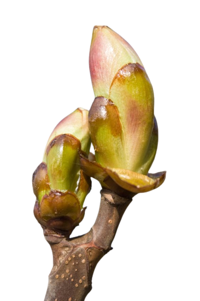 Les macérâts de bourgeons concentrent les propriétés actives de toute la plante. Gemmothérapie