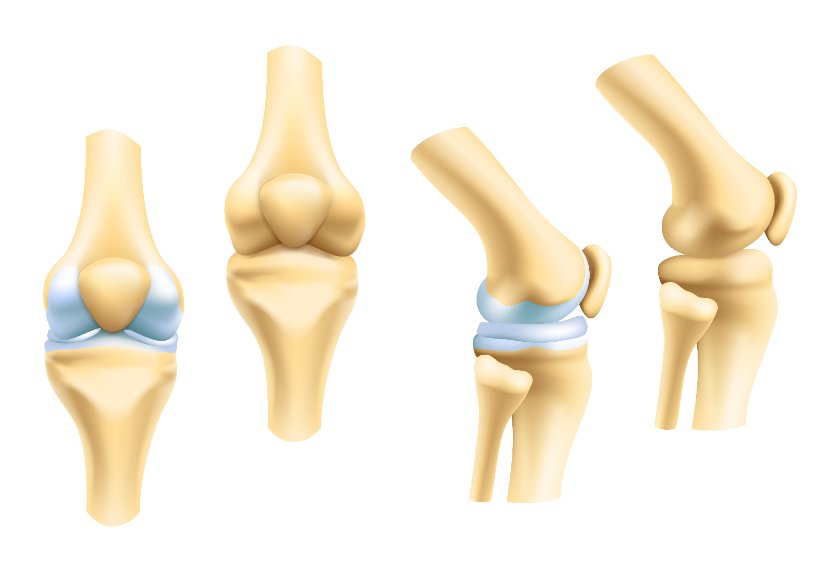 Articulations - Os - Muscles