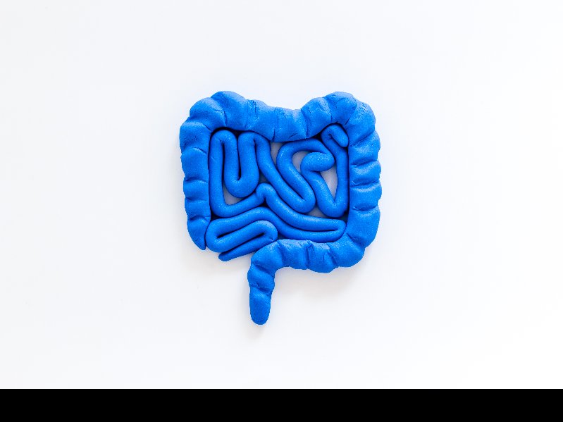 Digestion - Transit