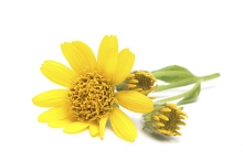 Arnica  contre les bleus, les contractures musculaires et les varices.