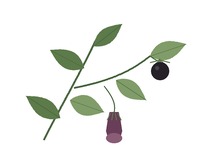 Belladonna