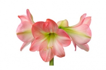 Belladonna