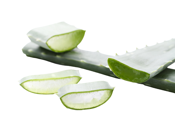 L’aloe vera, ou aloès, est une plante grasse, dotée de qualités exceptionnelles !