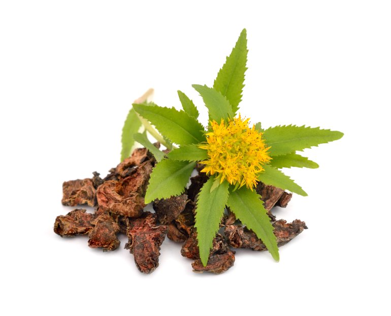 Rhodiola