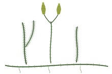 Lycopodium clavatum