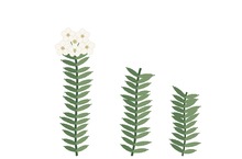 Ledum palustre
