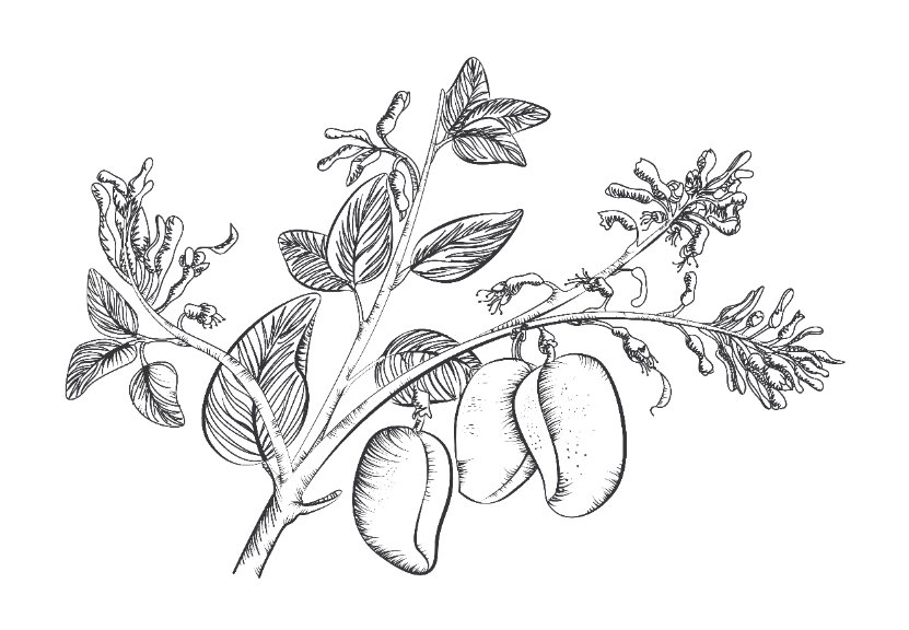 Le griffonia  est plante médicinale est appréciée pour ses vertus anxiolytiques , régulatrices de l'humeur et du sommeil
