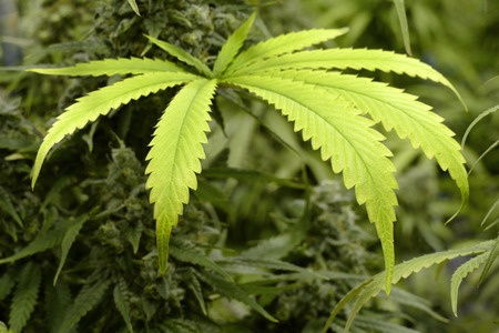 Le Pr Bertrand Dautzenberg plaide pour la légalisation du cannabis