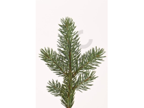 Abies pectinata bourgeon mg 1 DH  - sapin pectiné