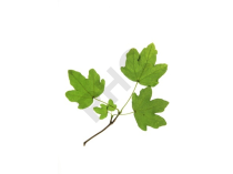 Acer campestre bourgeon - érable champêtre 1DH