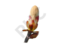 Aesculus hippocastanum bourgeon 1DH - marronier
