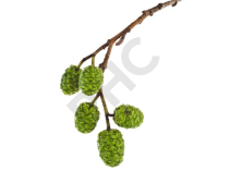 Alnus glutinosa bourgeon