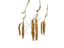 Alnus incana bourgeon 1DH