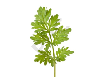ARMOISE (Feuille coupée)