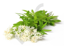 ASPERULE ODORANTE en vrac ( Asperula odorata)