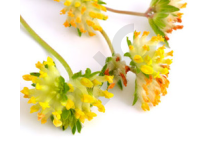 Astragale Extrait de Plantes Fraîches - EPS