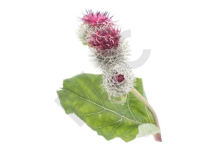 BARDANE MIDI en vrac (Arctium lappa)