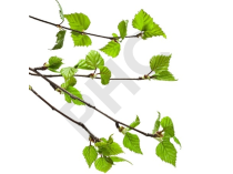 Betula pubescens bourgeon - bouleau