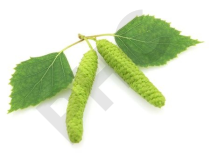 Betula pubescens (chatons) bourgeon - bouleau
