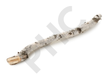 Betula pubescens (radicelle) bourgeon - bouleau
