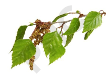 Betula verrucosa bourgeon 1DH- bouleau blanc