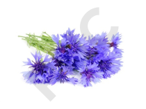 BLEUET en vrac (Centaurea cyanus)