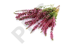 BRUYERE en vrac (Erica cinerea)