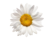 Tisane Camomille romaine bio fleurs - Chamaelum nobile - Herboristerie PHC