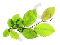 Carpinus betulus bourgeon - charme faux bouleau