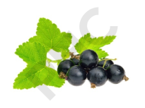 CASSIS en vrac (Ribes nigrum)