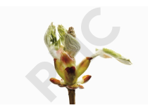 Castanea vesca bourgeon 1DH - châtaignier