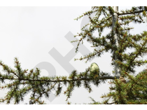 Cedrus libani bourgeon 1DH - cèdre du liban